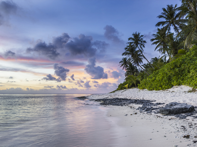 Palm Lined Beach